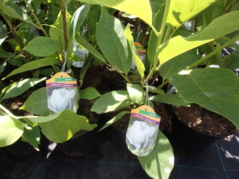 Magnolia pośrednia 'Lennei Alba'
