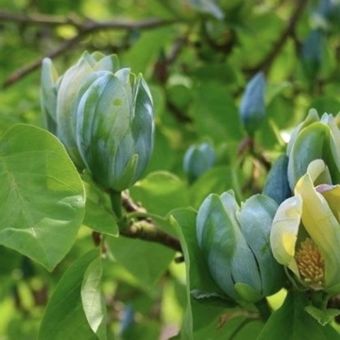 Magnolia szczepiona Baby Blue
