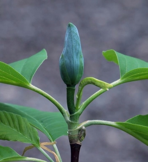 Magnolia szczepiona Baby Blue