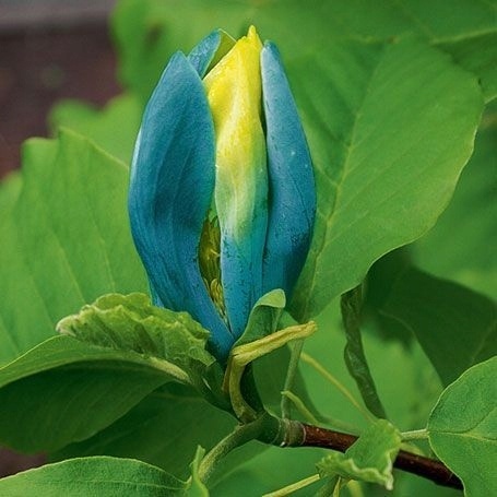 Magnolia szczepiona Baby Blue