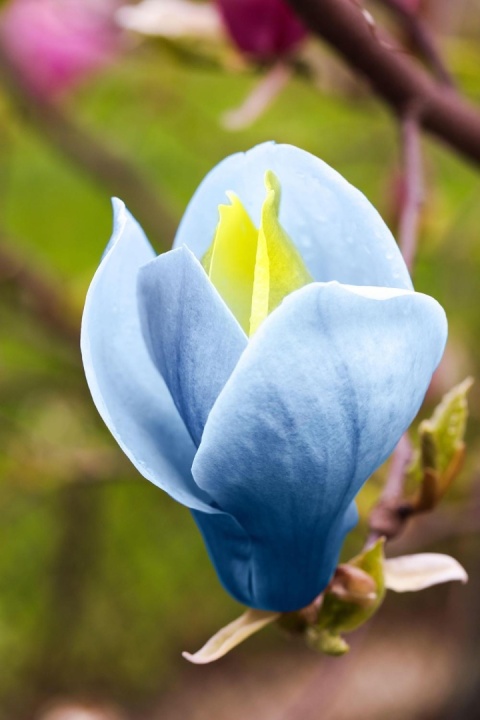 Magnolia szczepiona Baby Blue