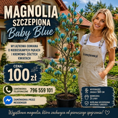 Magnolia szczepiona Baby Blue