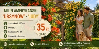 Milin Amerykański Ursynów, Judy