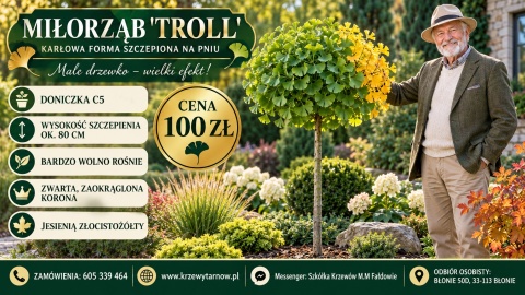 Miłorząb dwuklapowy ‘Troll’ – karłowa forma szczepiona na pniu