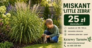 Miskanat Chiński Little Zebra