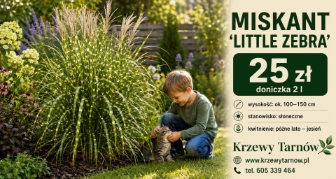 Miskanat Chiński Little Zebra