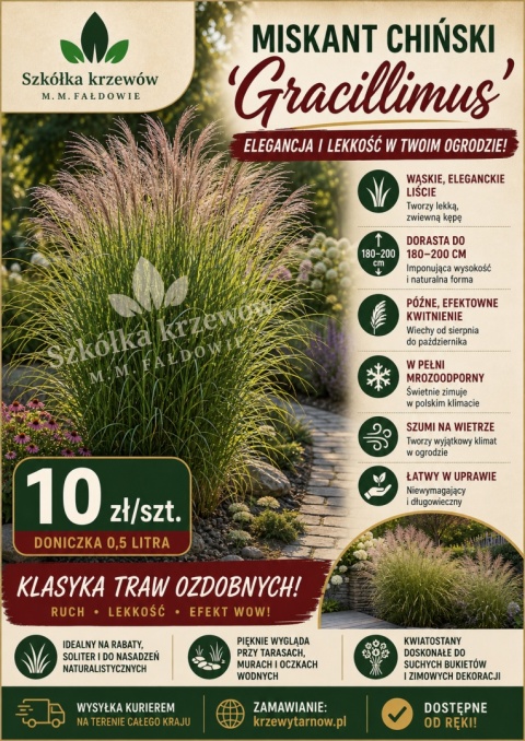Miskant chiński 'Gracillimus'