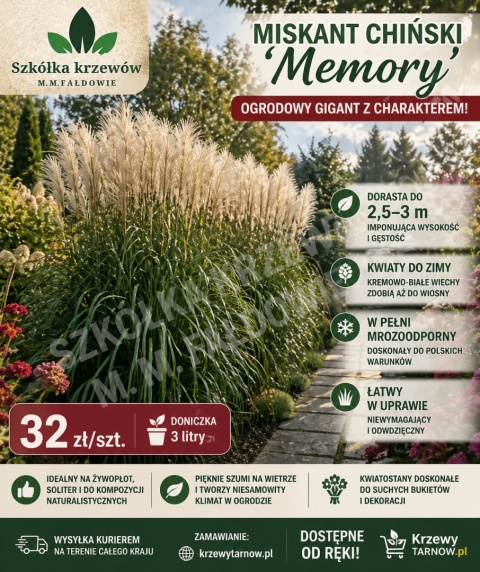 Miskant chiński 'Memory'