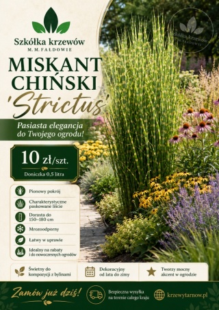 Miskant chiński 'Strictus'