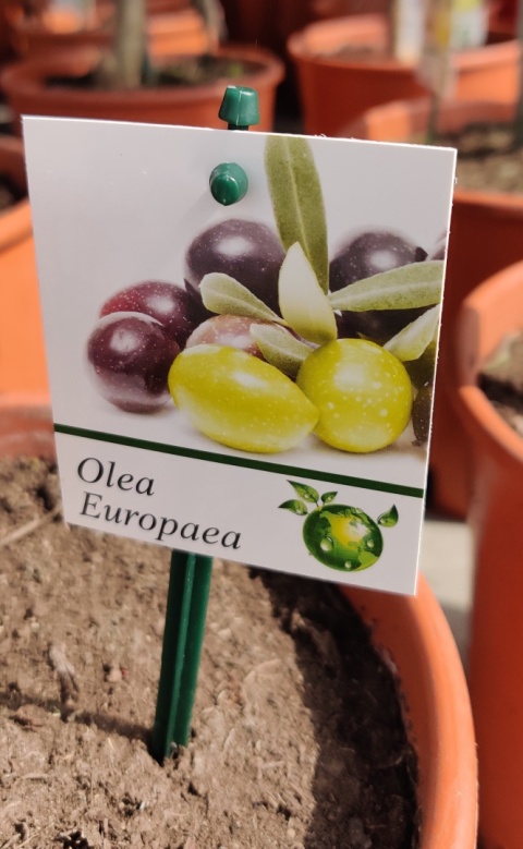 Sadzonki 'Oliwka euroapejska na pniu'