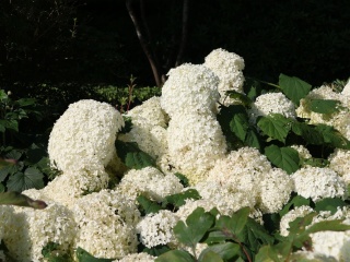 Hortensja 'Strong Annabelle Incrediball'