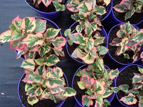 PSTROLISTKA SERCOWATA ‘CHAMELEON’