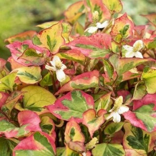 PSTROLISTKA SERCOWATA ‘CHAMELEON’
