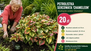 PSTROLISTKA SERCOWATA ‘CHAMELEON’