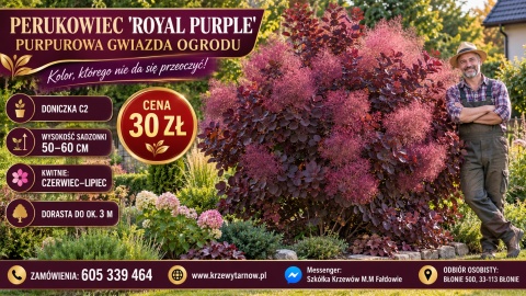 Perukowiec podolski ‘Royal Purple’