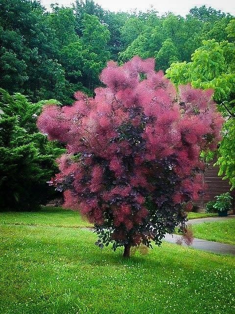 Perukowiec podolski ‘Royal Purple’