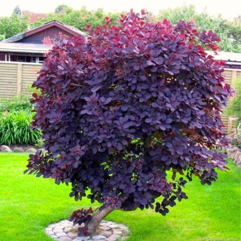 Perukowiec podolski ‘Royal Purple’