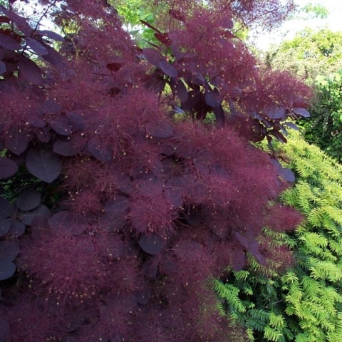 Perukowiec podolski ‘Royal Purple’