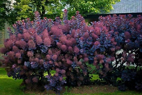 Perukowiec podolski ‘Royal Purple’