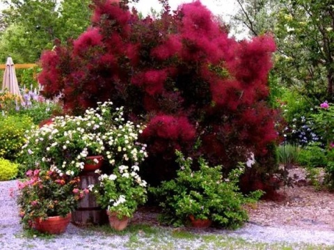 Perukowiec podolski ‘Royal Purple’