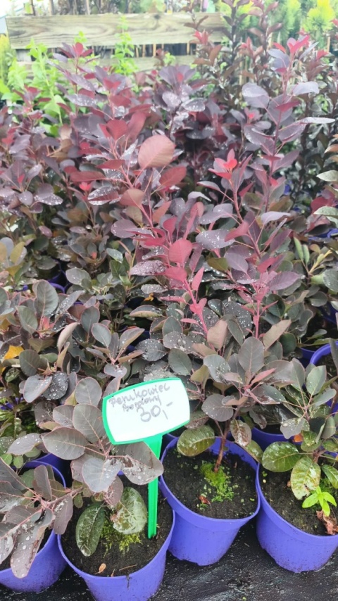 Perukowiec podolski ‘Royal Purple’