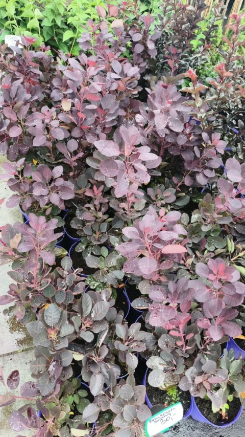 Perukowiec podolski ‘Royal Purple’