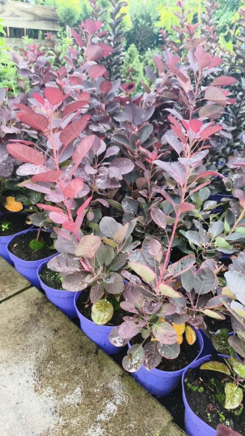 Perukowiec podolski ‘Royal Purple’