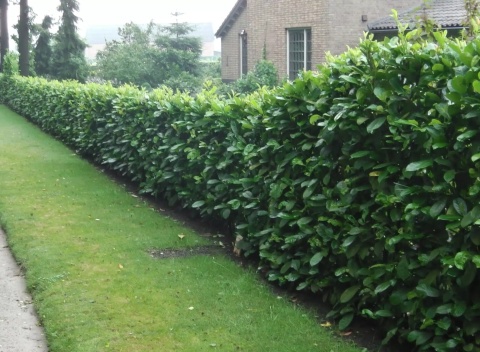 Laurowiśnia wschodnia ‘Rotundifolia’