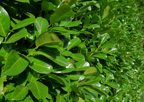 Laurowiśnia wschodnia ‘Rotundifolia’