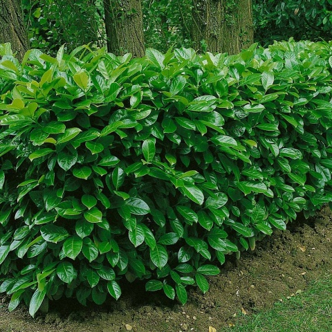 Laurowiśnia wschodnia ‘Rotundifolia’