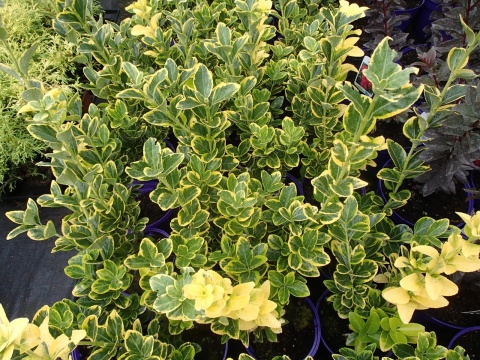 Trzmielina Aureomarginatus