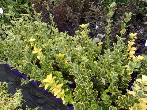 Trzmielina Aureomarginatus