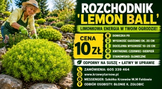 ROZCHODNIK ‘LEMON BALL’