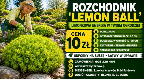 ROZCHODNIK ‘LEMON BALL’