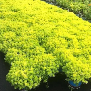ROZCHODNIK ‘LEMON BALL’