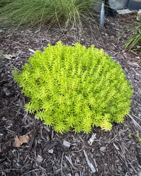 ROZCHODNIK ‘LEMON BALL’