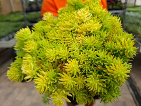 ROZCHODNIK ‘LEMON BALL’