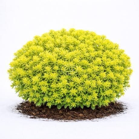 ROZCHODNIK ‘LEMON BALL’