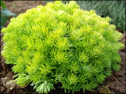 ROZCHODNIK ‘LEMON BALL’