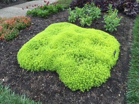 ROZCHODNIK ‘LEMON BALL’