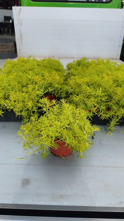 ROZCHODNIK ‘LEMON BALL’