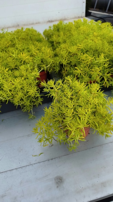 ROZCHODNIK ‘LEMON BALL’
