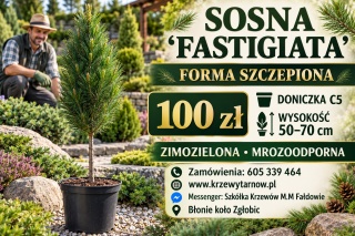 Sosna ‘Fastigiata’ – forma szczepiona