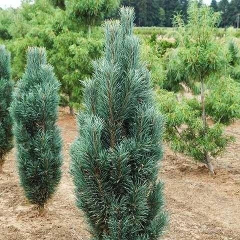 Sosna ‘Fastigiata’ – forma szczepiona