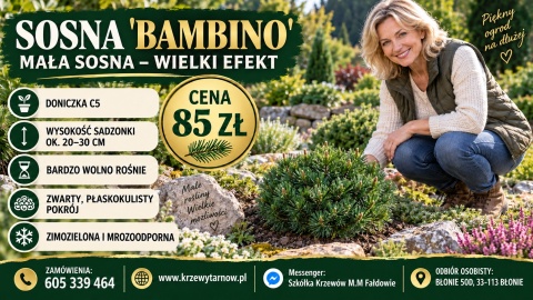 Sosna czarna ‘Bambino’ szczepiona