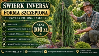 Świerk pospolity ‘Inversa’ SZCZEPIONY