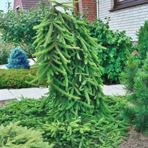 Świerk pospolity ‘Inversa’ SZCZEPIONY