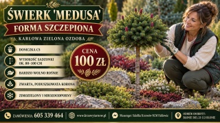 Świerk pospolity ‘Medusa’ – karłowa forma szczepiona