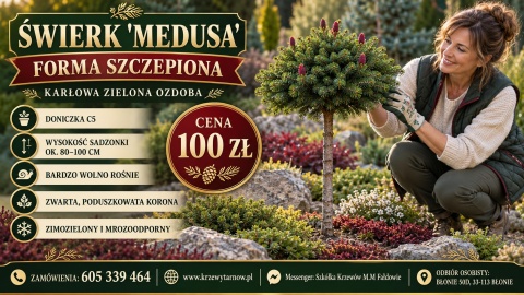 Świerk pospolity ‘Medusa’ – karłowa forma szczepiona