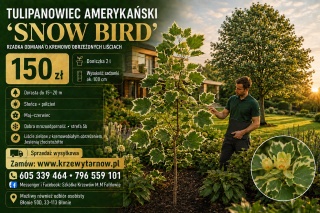 TULIPANOWIEC AMERYKAŃSKI ‘SNOW BIRD’